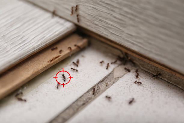 Best Cockroach Control Services  in Monticello, WI