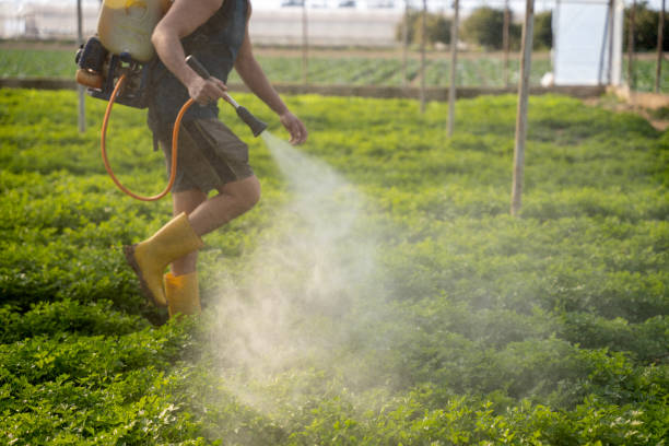 Best Ant Control Services  in Monticello, WI